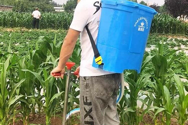 韭菜用什么冲施肥