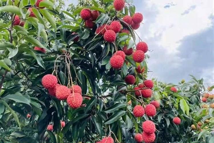 生菜种植管理高产方法 速生桉树种植管理技术要点