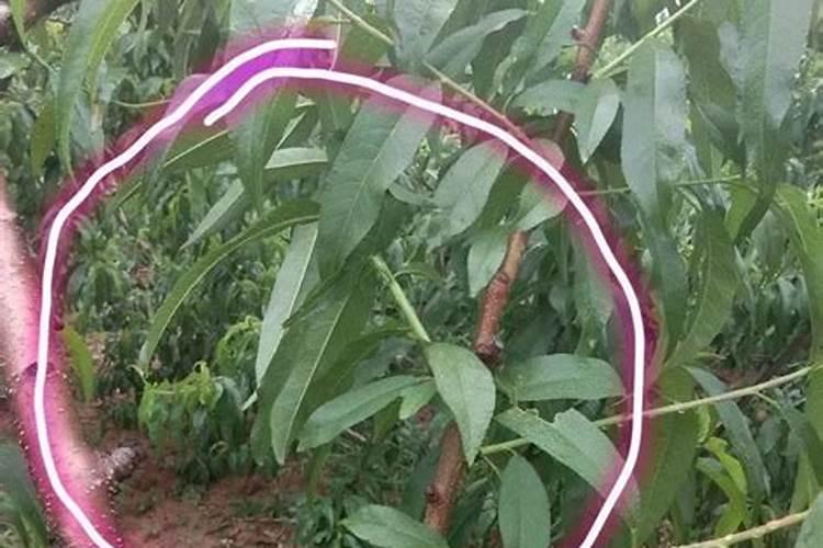 在果树上如何施用钙肥