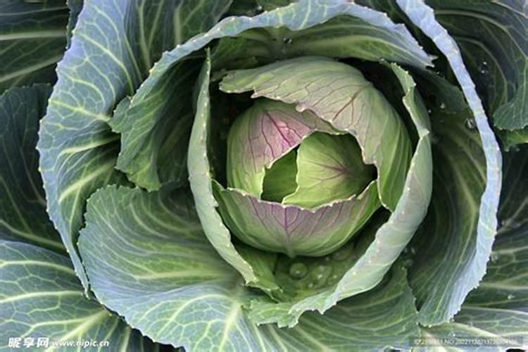 结球甘蓝对肥料有哪些需求？