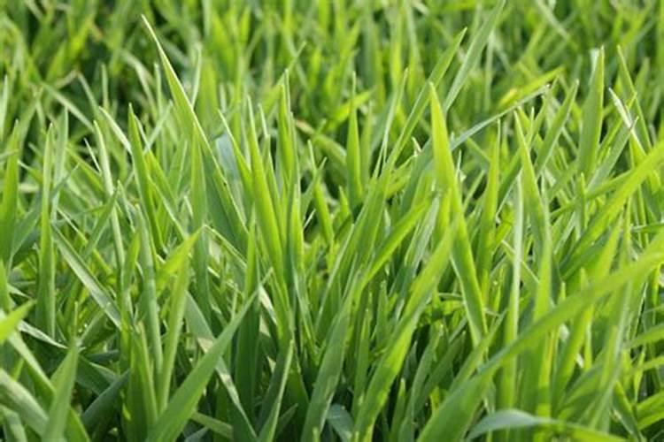 塑料大棚春茬茄子结果期如何管理？