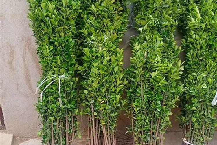 在养花时如何使用磷肥