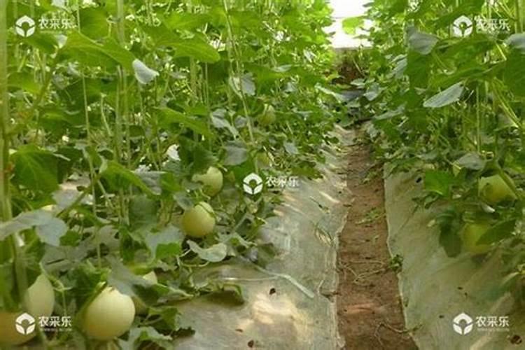 想要让香瓜种的又大又甜,种植的时候要注意什么？