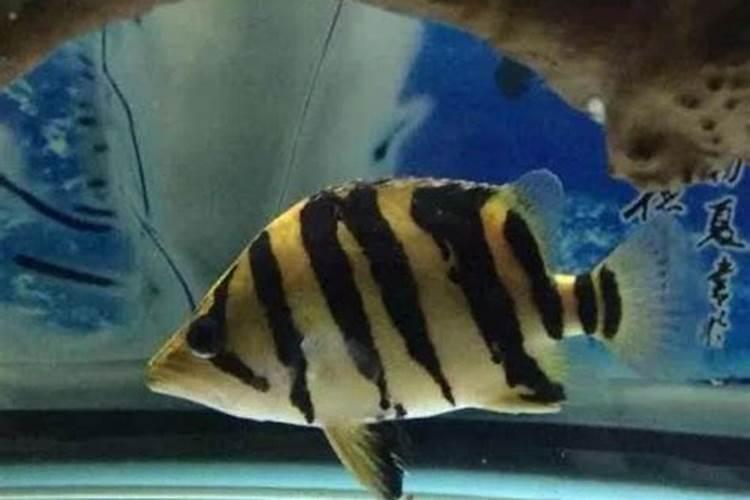 蛋白质由什么元素组成？