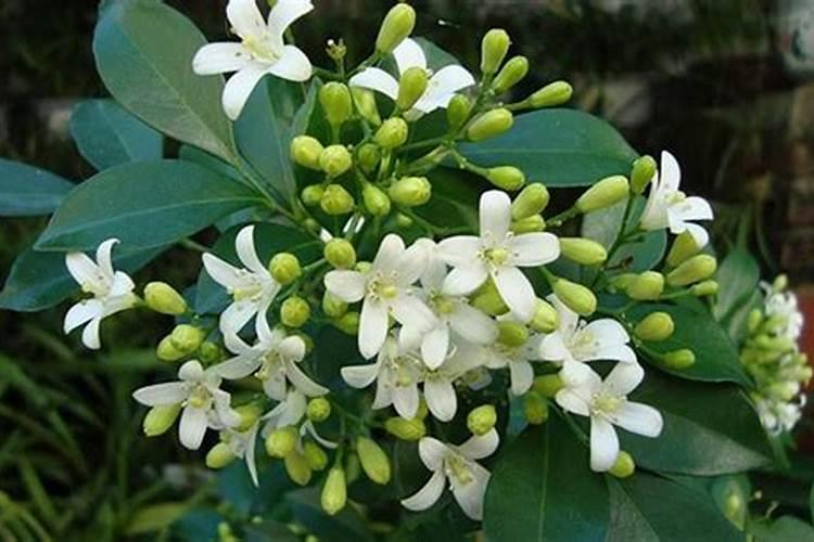 九里香施什么样的肥