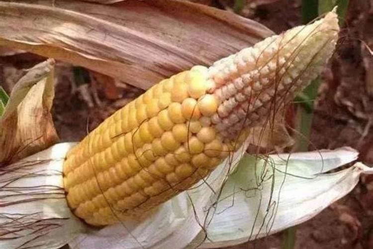 玉米大小不均匀是缺什么肥料了