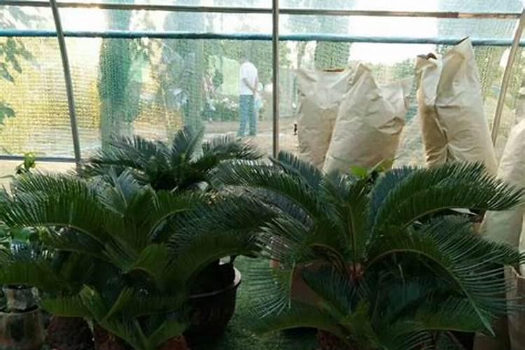 铁树养殖方法是什么 施肥主要以氮肥