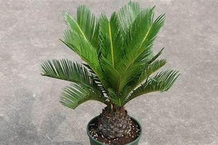 铁树用什么肥料比较好