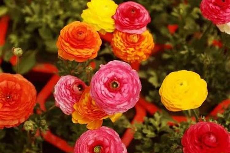 哪些花适合磷肥