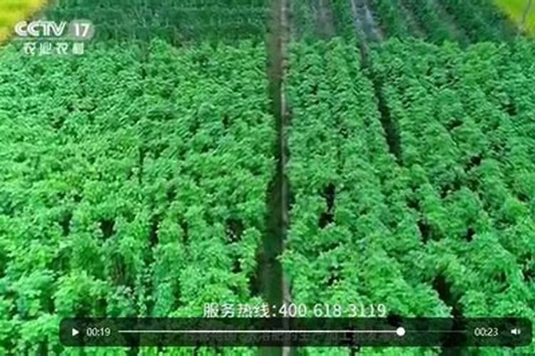 军神碳氢核肥在金银花上怎么用