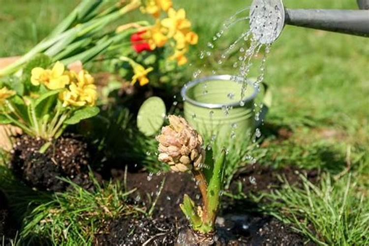 玉米的拔节期对氮磷钾是怎样吸收的？