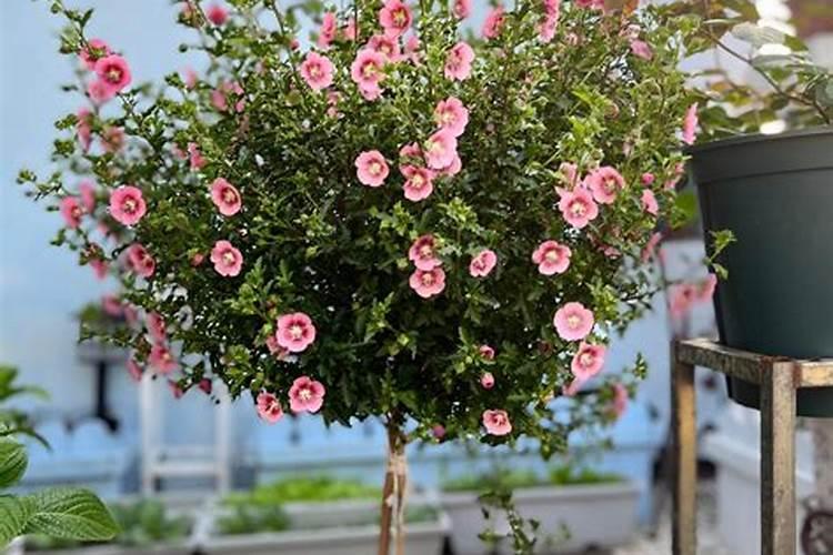 沈阳铁西最大早市在哪里