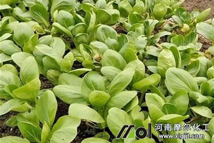 矿源黄腐酸钾能做有机肥吗？黄腐酸钾液应对土壤肥害,矿源黄腐酸钾用...