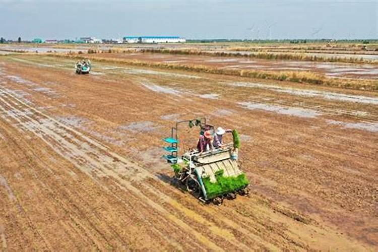 种玉米不长什么原因？