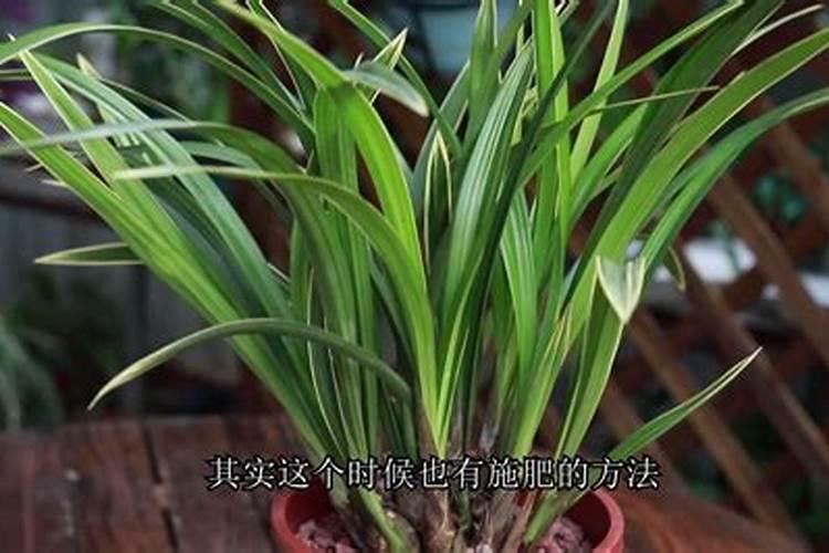 磷酸二氢钾使用方法兰花