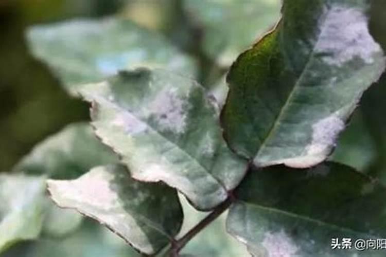 月季开花施什么肥料