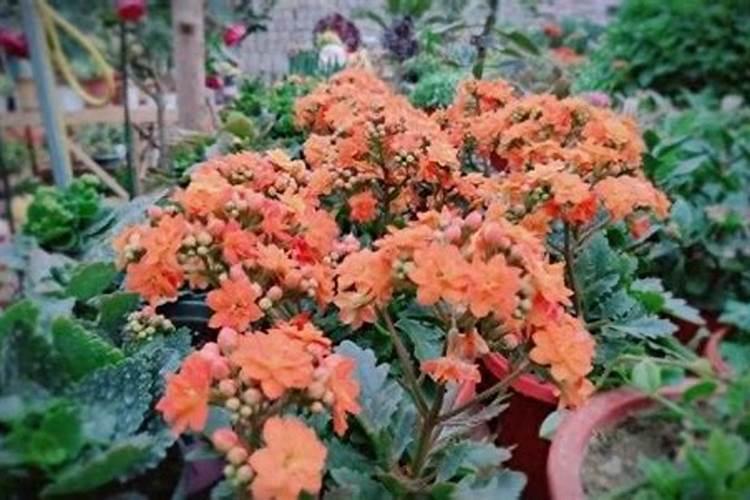 花草树木施肥时应该注意什么？