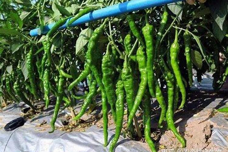 葡萄树中的氮有哪些作用？