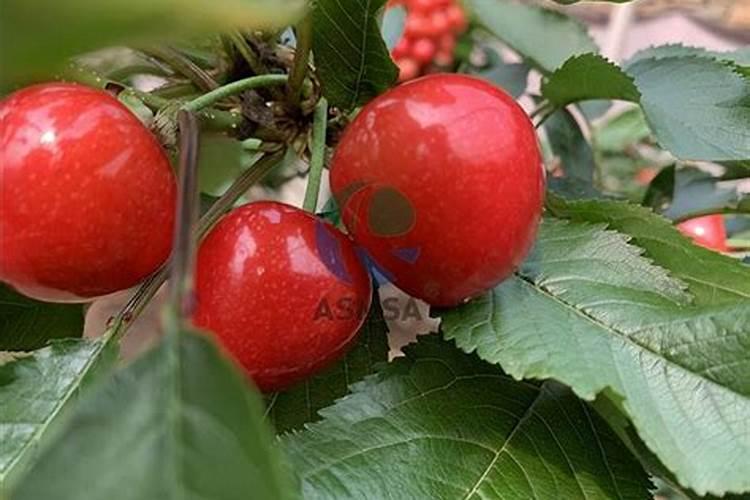 大撄桃月子肥用什么肥？樱桃需肥特点