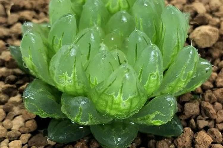 玉露长得又细又长怎么办