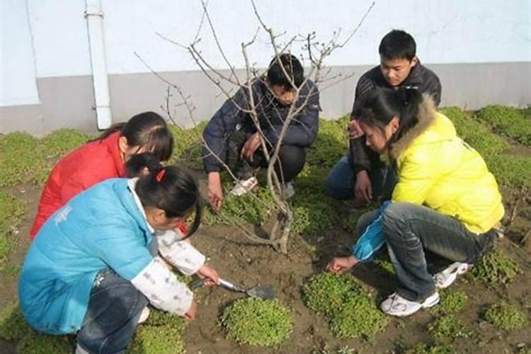 刚移栽的八角幼苗用什么肥料好？