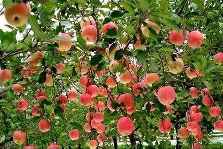 磷肥在果树上的运用