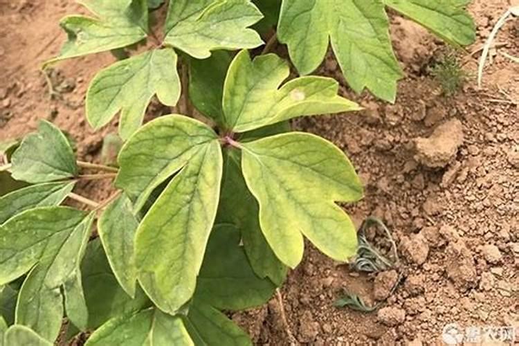 什么是秄花斛？