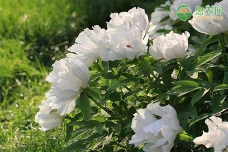 什么是秄花斛？