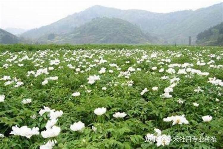 【茴香菜】的功效与作用