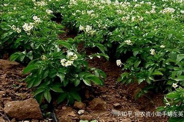 种土豆用什么肥好 种土豆用哪种肥好