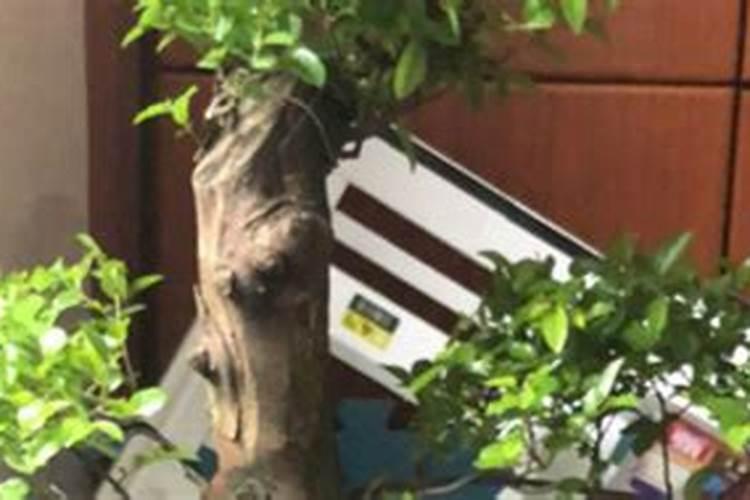 发财树枝干断了,可否收补？