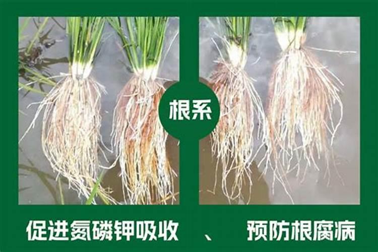 大樱桃管理要点:怎样提高大樱桃坐果率