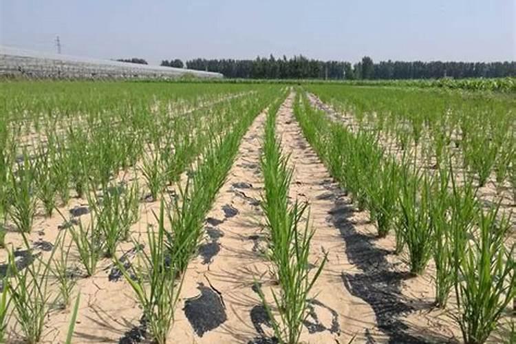 果树冲施肥多久用一次,冲施肥与水溶肥的区别,冲施肥的效果怎么样？