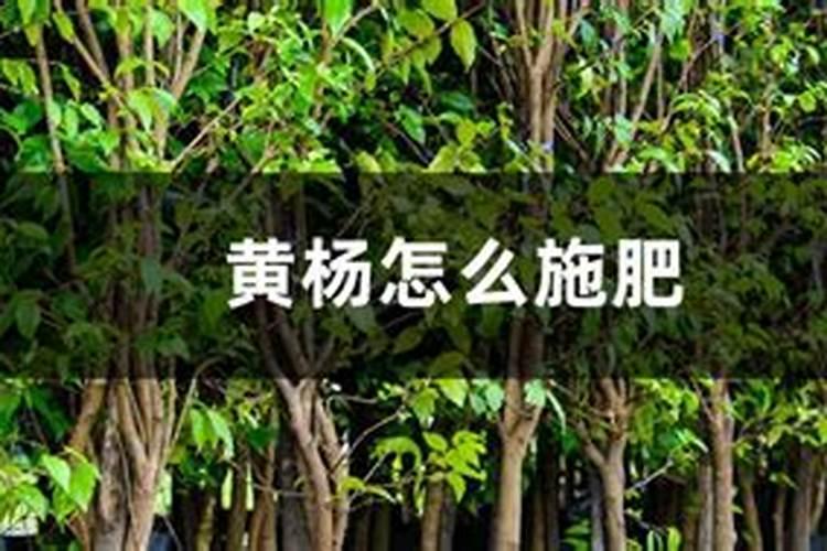 黄杨施什么肥长得快