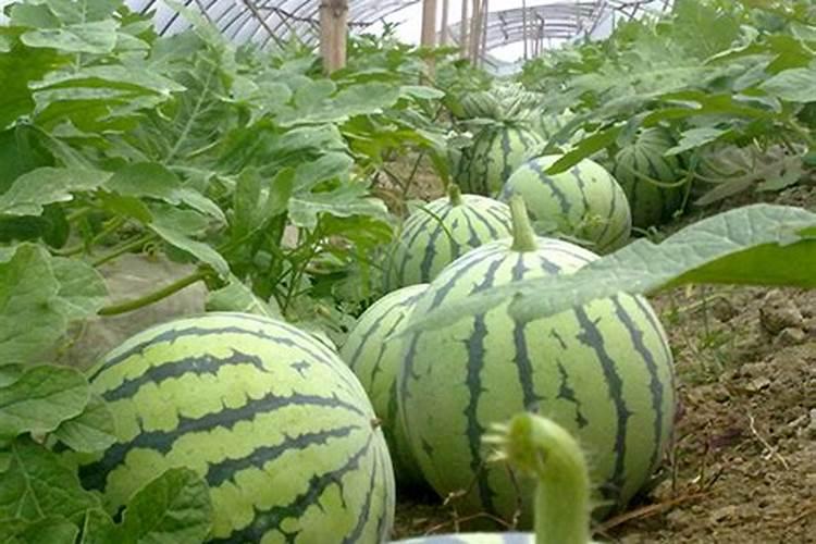 蔬菜打了农药几天后可以食用