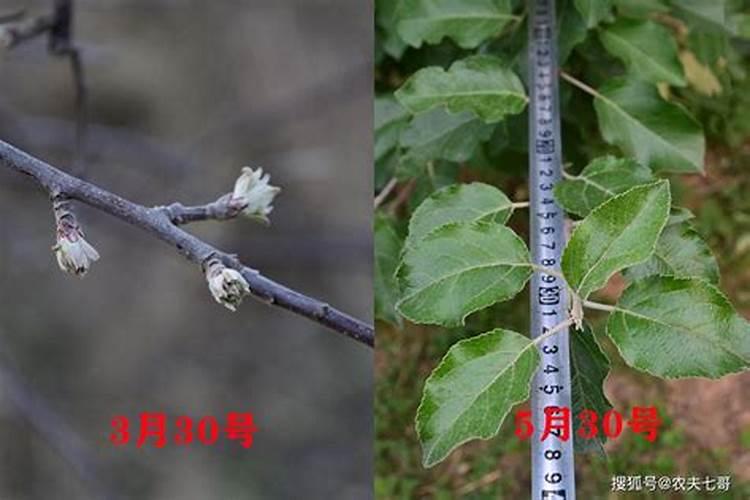 苹果树三月份施什么肥