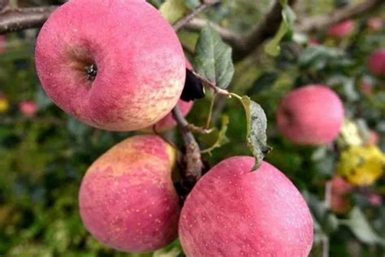 苹果春季施肥方法