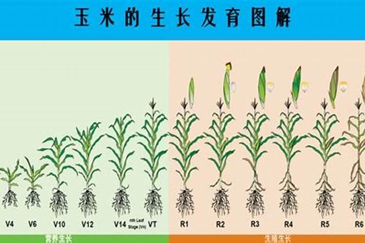 田地里育菜苗方法