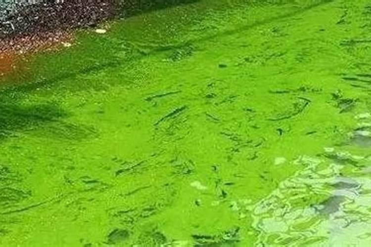 蓝藻会抑制酵母菌吗？