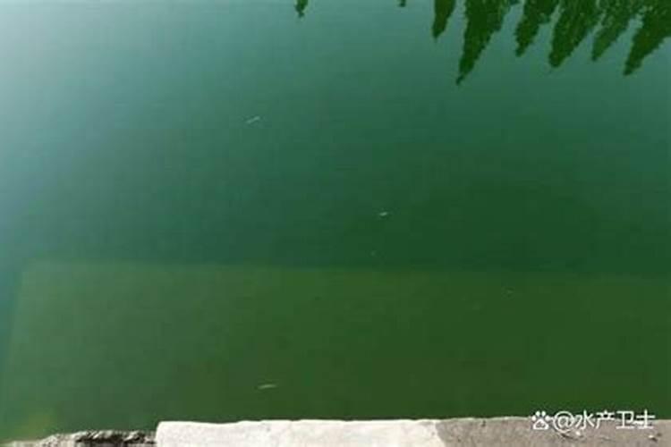池塘里蓝藻怎么处理 鱼塘长蓝藻是什么原因