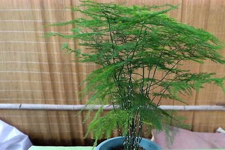 文竹叶子发黄可以施硫酸亚铁吗？