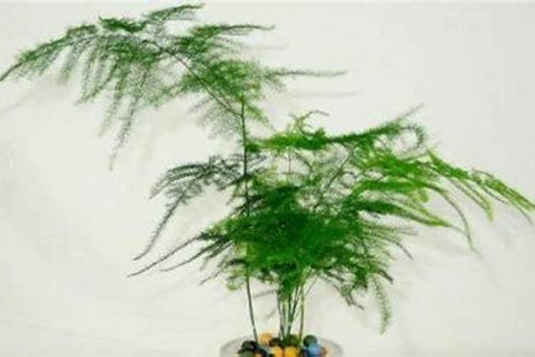 只有种花的位置对了才能聚财防灾可是花的位置放错了