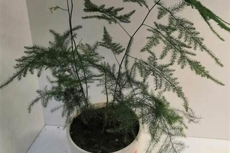 文竹能浇硫酸亚铁吗