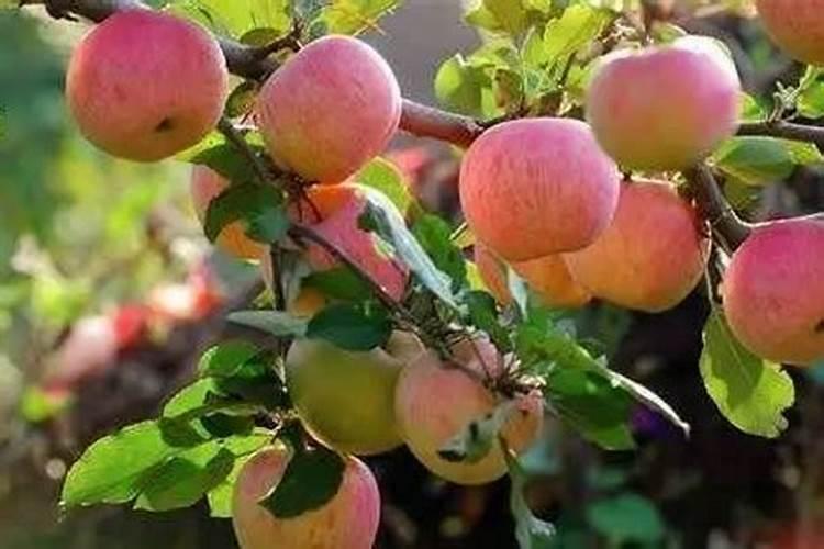 菜地表面加什么肥料好