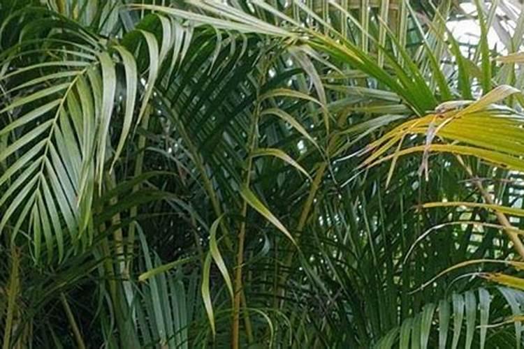 散尾葵的盆栽养护方法