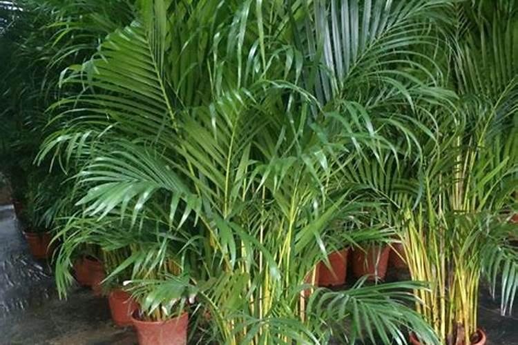 散尾葵的盆栽养护方法