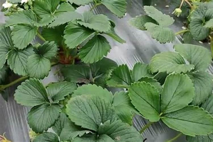 二四滴异辛酯除草剂能打苍术吗？