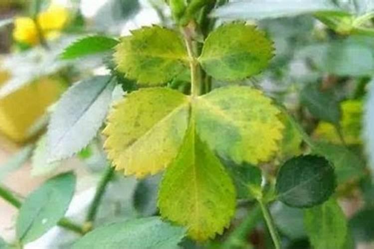 碳酸氢铵的俗称叫什么