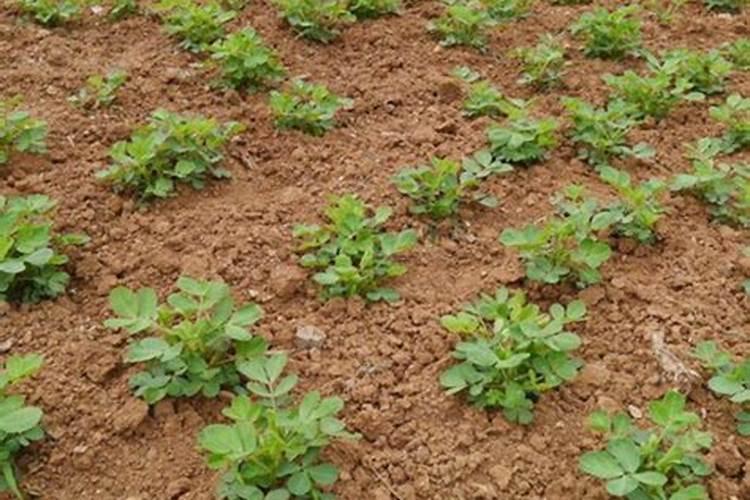 果树专用肥有哪几种