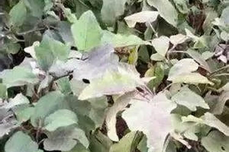 高氮水溶肥有什么效果,和尿素有什么区别